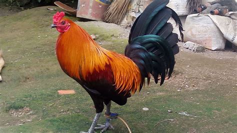 manok panabong picture|mga manok panabong for sale.